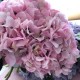 Kunstig Blomst - Pale rose Hortensia Stilk 40 cm