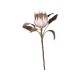 Fleur Protea Blomst 66 cm AW20