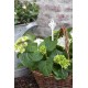 Plantespyd blomsterpind 35 cm fra Jeanne DArc Living