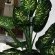 Kunstig plante - Zebra Dieffenbachia 115cm høj