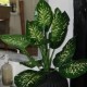 Kunstig plante - Zebra Dieffenbachia 115cm høj