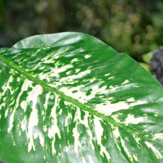 Kunstig plante - Zebra Dieffenbachia 115cm høj