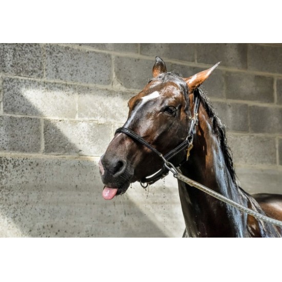 Lavendel shampoo hest 1 liter