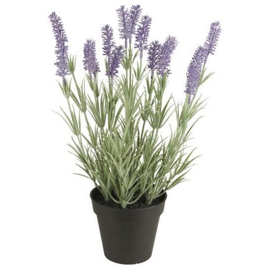 Lavendel i potte