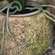 Krukke 15 cm Lava Moss