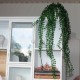 Kunstig Pilea 55cm - kunstig plante