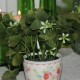 Oxalis 15cm - kunstig plante